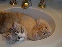 Cats in the sink