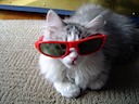 Cool kitty