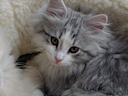 Nikita at 3 months