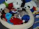 Find the cat